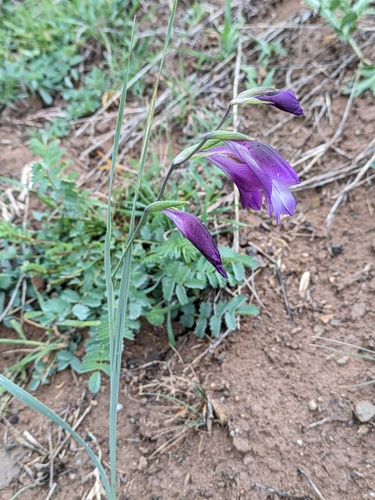 Steppe Gladiolus (Gladiolus atroviolaceus)