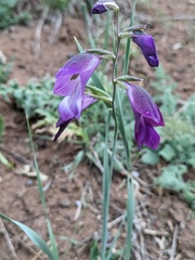 Gladiolus atroviolaceus, photograph (c) Denys Vynokurov, some rights reserved (CC BY)
