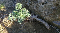 Seseli gummiferum
