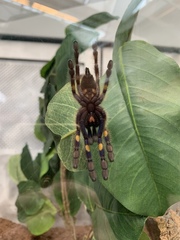 Cyriopagopus lividus