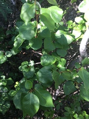 Styrax platanifolius