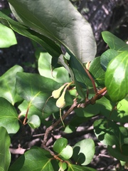 Styrax platanifolius
