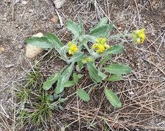 Senecio scorzonella