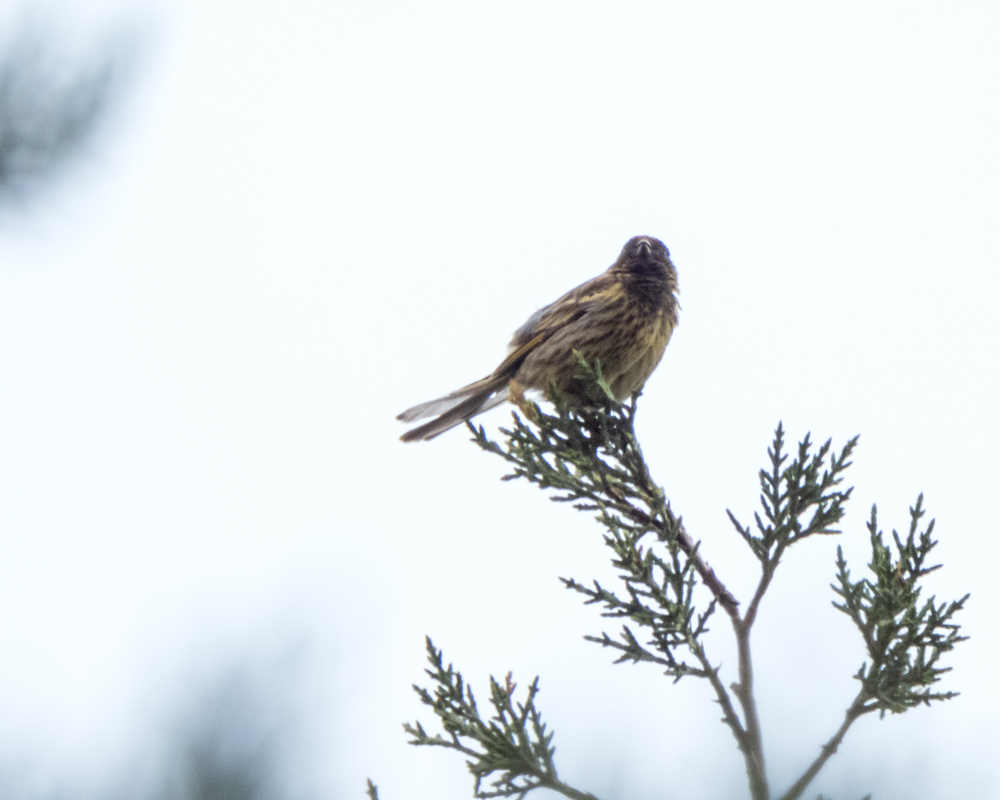 Red-fronted Serin