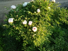 Paeonia × suffruticosa