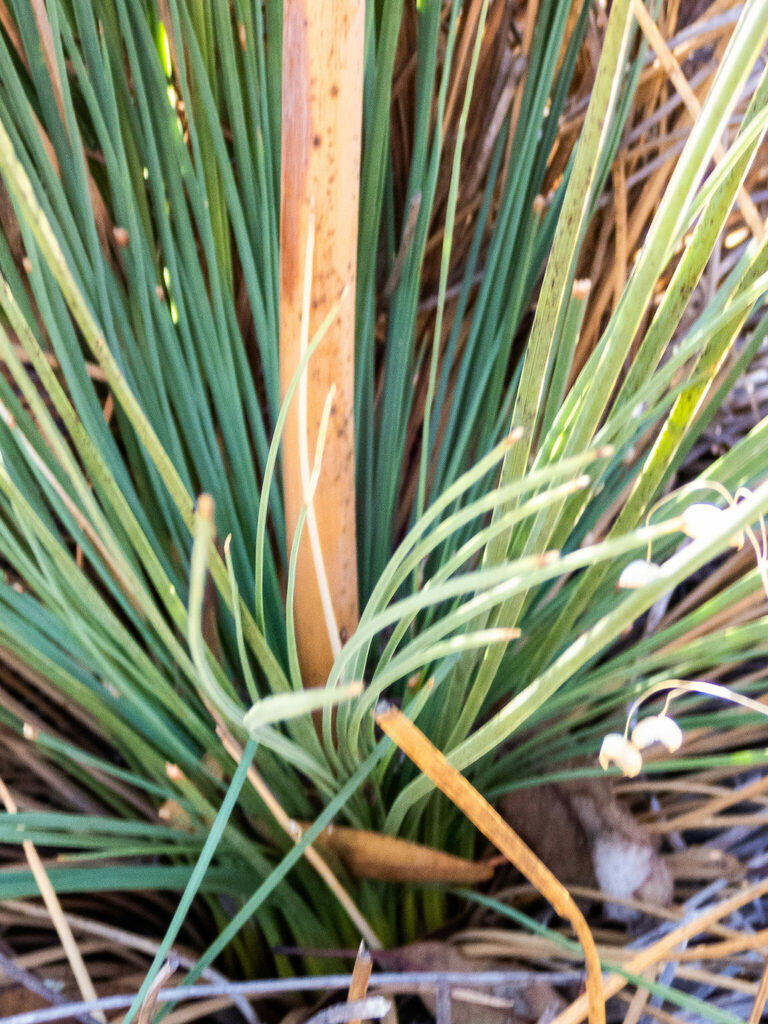Xanthorrhoea brevistyla D.A.Herb. 2