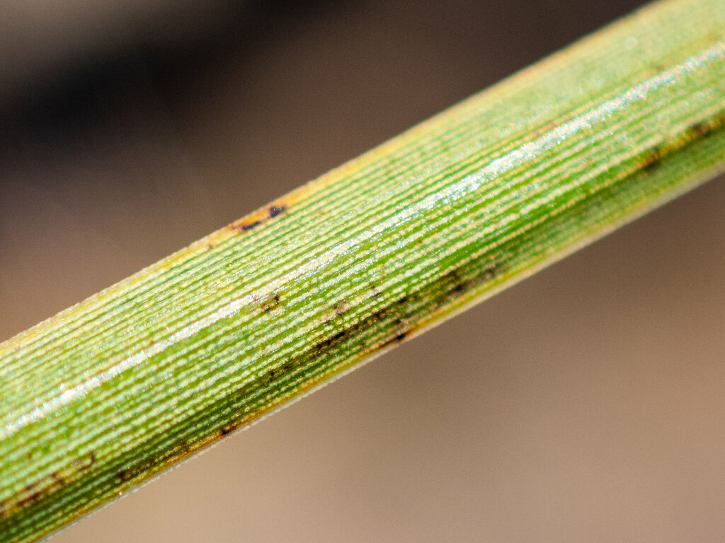 Xanthorrhoea brevistyla D.A.Herb. 3