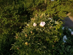 Paeonia × suffruticosa