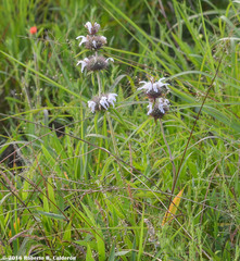 Monarda clinopodioides