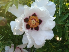 Paeonia × suffruticosa