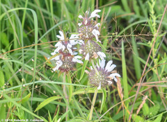 Monarda clinopodioides
