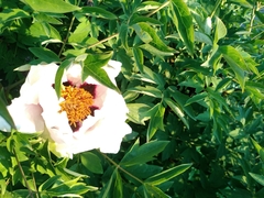 Paeonia × suffruticosa