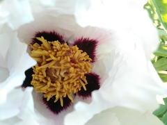 Paeonia × suffruticosa