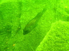 Sebastes caurinus