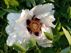 Paeonia × suffruticosa