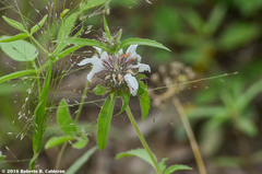 Monarda clinopodioides