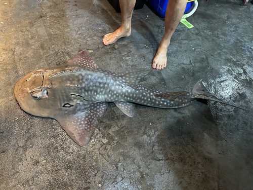 Bowmouth guitarfish (Rhina ancylostoma) — Rhinidae — 2
