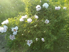 Paeonia × suffruticosa