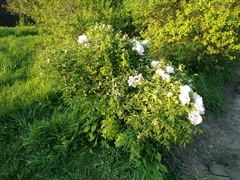 Paeonia × suffruticosa