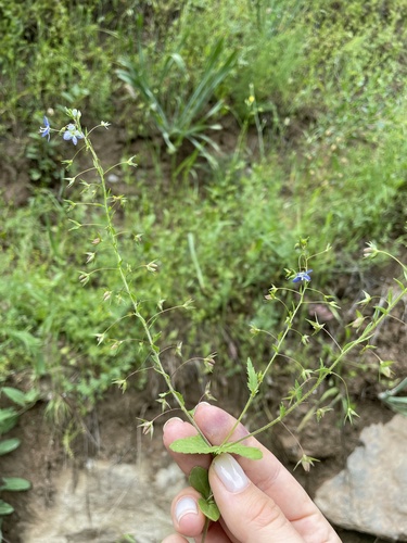 Veronica tenuissima