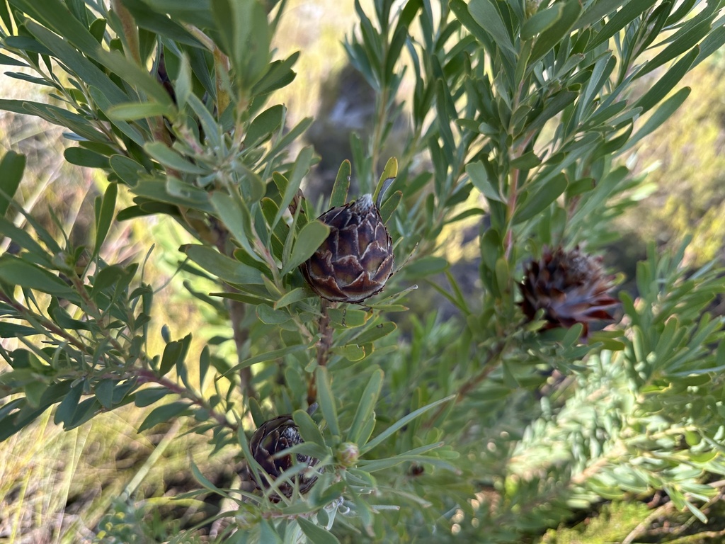 Spinning-top Conebush from Drakenstein, Paarl, WC, ZA on May 19, 2024 ...