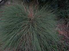 Festuca glauca