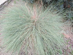 Festuca glauca
