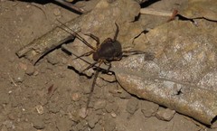 Erginulus subserialis