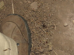 Erginulus subserialis