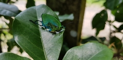 Arcas imperialis