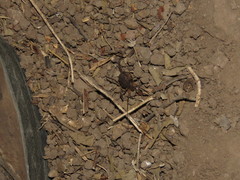 Erginulus subserialis