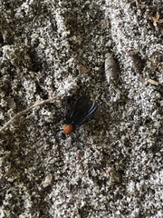 Plecia americana