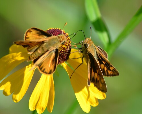 Fiery Skipper, photo 6 of 8