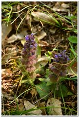 Ajuga orientalis