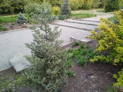 Abies koreana