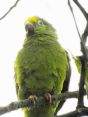 Brotogeris sanctithomae