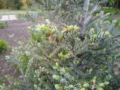 Abies koreana