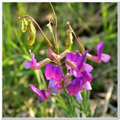Lathyrus digitatus