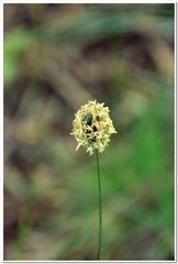 Alopecurus vaginatus