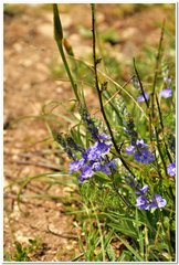 Veronica capsellicarpa