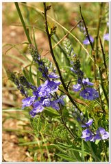 Veronica capsellicarpa