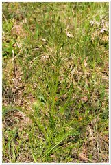 Asparagus verticillatus