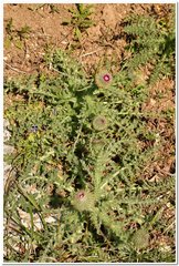 Carduus hamulosus
