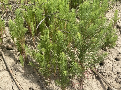Suaeda glauca iNat (3)