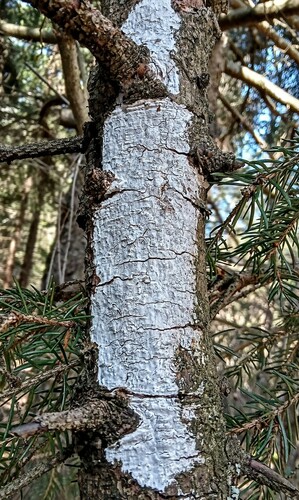 Representative image of Exidiopsis calcea