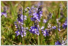 Veronica capsellicarpa