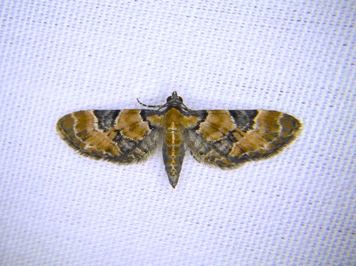 Eupithecia bowmani