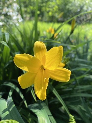 Hemerocallis lilioasphodelus