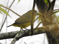 Euphonia chrysopasta