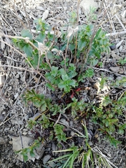 Ziziphora clinopodioides